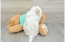 Cute Havanese Cuban Bichon Purebred Puppy