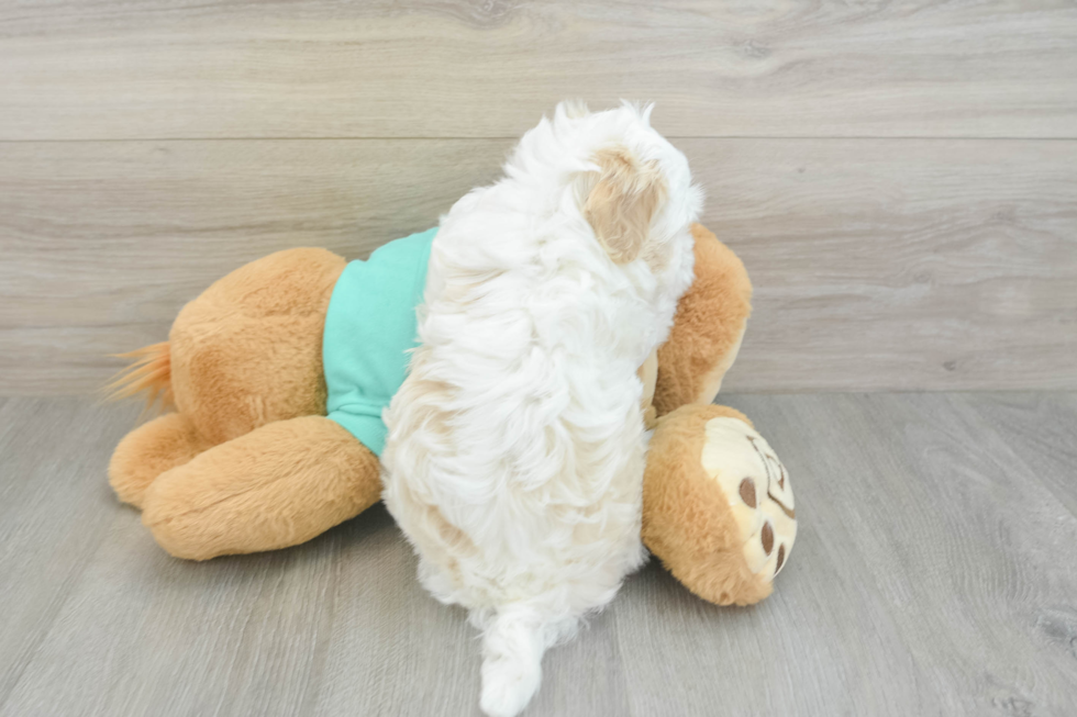 Cute Havanese Cuban Bichon Purebred Puppy