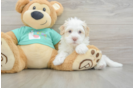 Hypoallergenic Havanese Baby