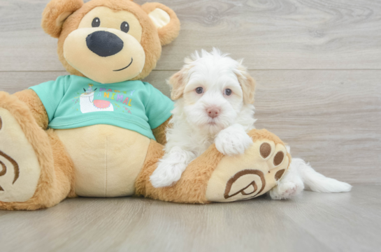 Hypoallergenic Havanese Baby