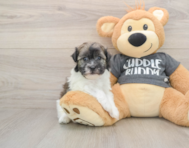 6 week old Havanese Puppy For Sale - Florida Fur Babies
