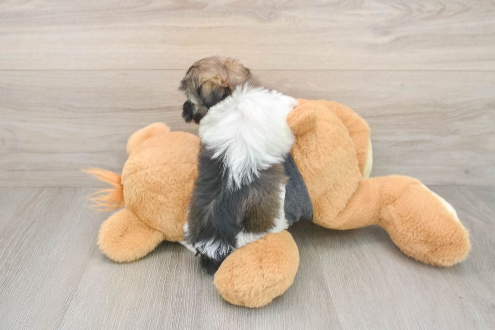 Best Havanese Baby