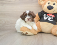 7 week old Havanese Puppy For Sale - Florida Fur Babies