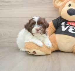 6 week old Havanese Puppy For Sale - Florida Fur Babies