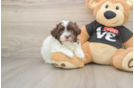 Cute Bichon Havanes Purebred Puppy