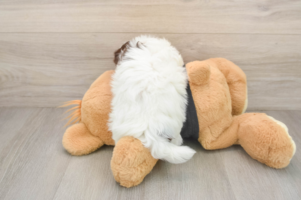 Fluffy Havaneser Purebred Puppy