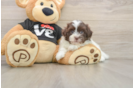 Havanese Puppy for Adoption