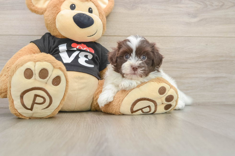 Havanese Puppy for Adoption