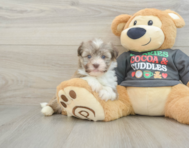 5 week old Havanese Puppy For Sale - Florida Fur Babies