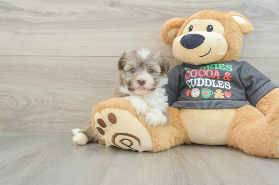 5 week old Havanese Puppy For Sale - Florida Fur Babies