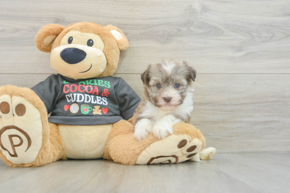 Funny Havanese Purebred Pup