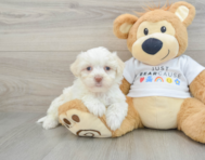 8 week old Havanese Puppy For Sale - Florida Fur Babies