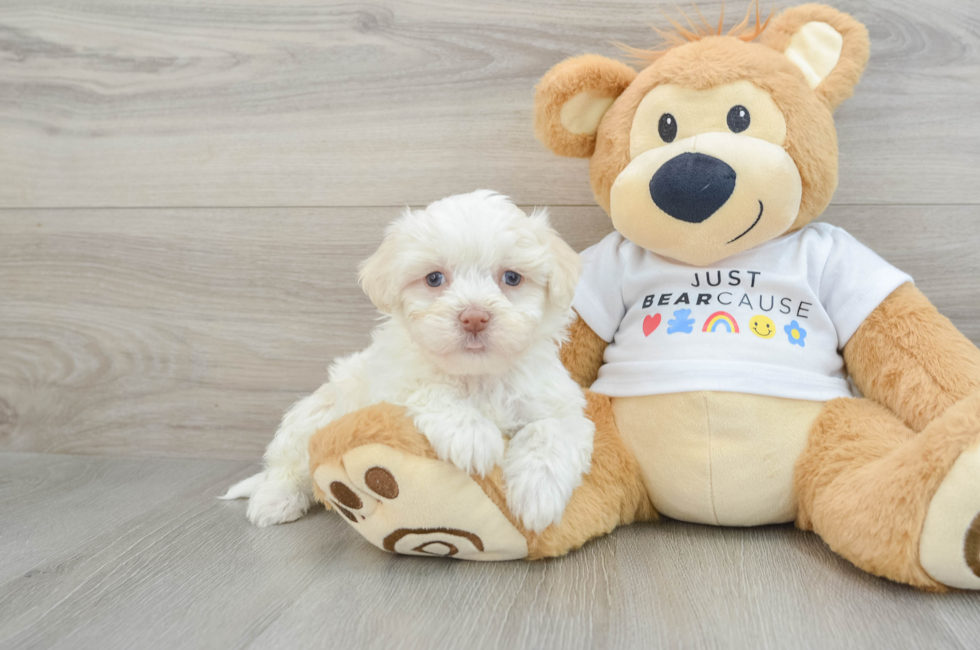 6 week old Havanese Puppy For Sale - Florida Fur Babies