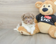5 week old Havanese Puppy For Sale - Florida Fur Babies