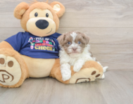 5 week old Havanese Puppy For Sale - Florida Fur Babies