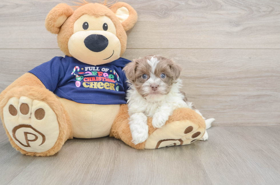 6 week old Havanese Puppy For Sale - Florida Fur Babies