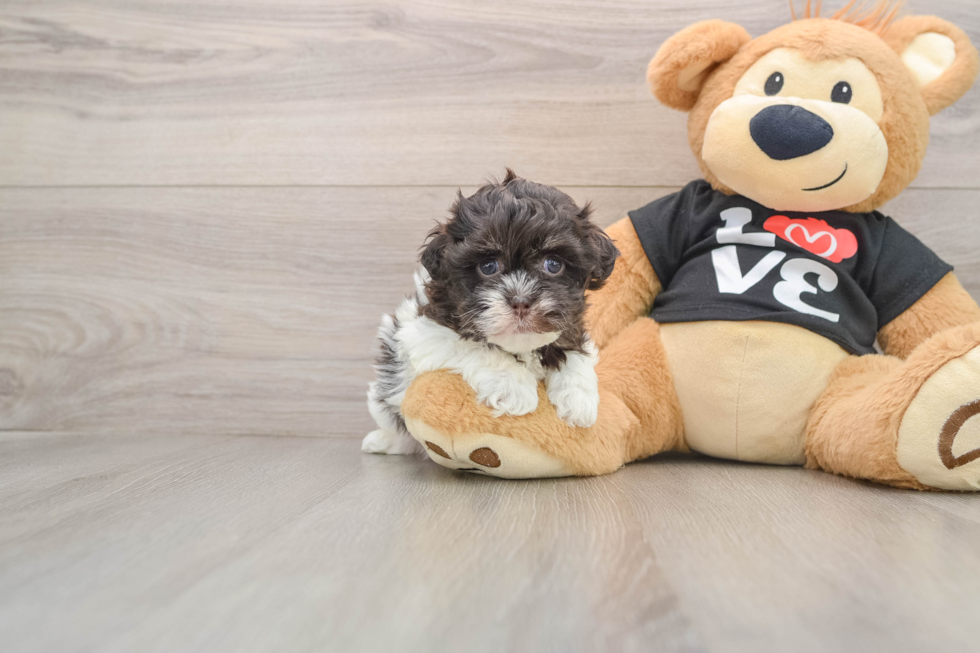 Best Havanese Baby