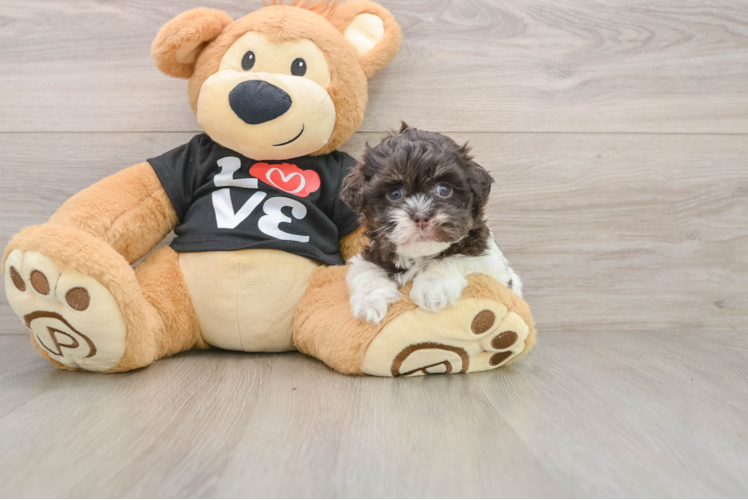 Adorable Havanese Cuban Bichon Purebred Puppy