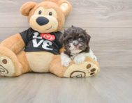 7 week old Havanese Puppy For Sale - Florida Fur Babies