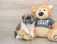 6 week old Havanese Puppy For Sale - Florida Fur Babies