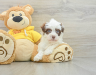 7 week old Havanese Puppy For Sale - Florida Fur Babies