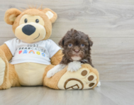 8 week old Havanese Puppy For Sale - Florida Fur Babies