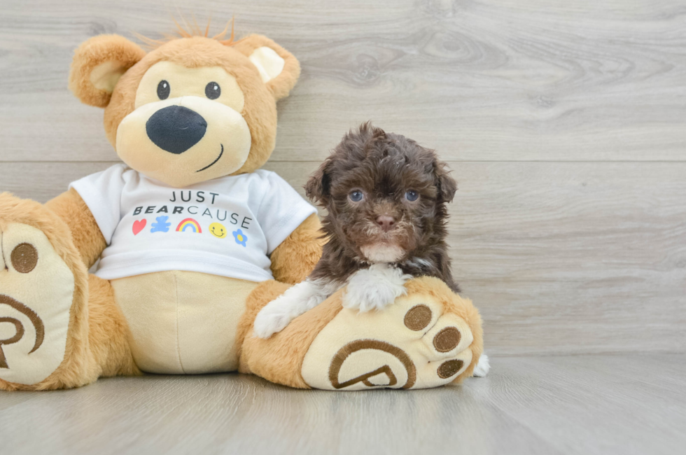 6 week old Havanese Puppy For Sale - Florida Fur Babies