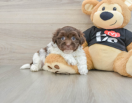 5 week old Havanese Puppy For Sale - Florida Fur Babies