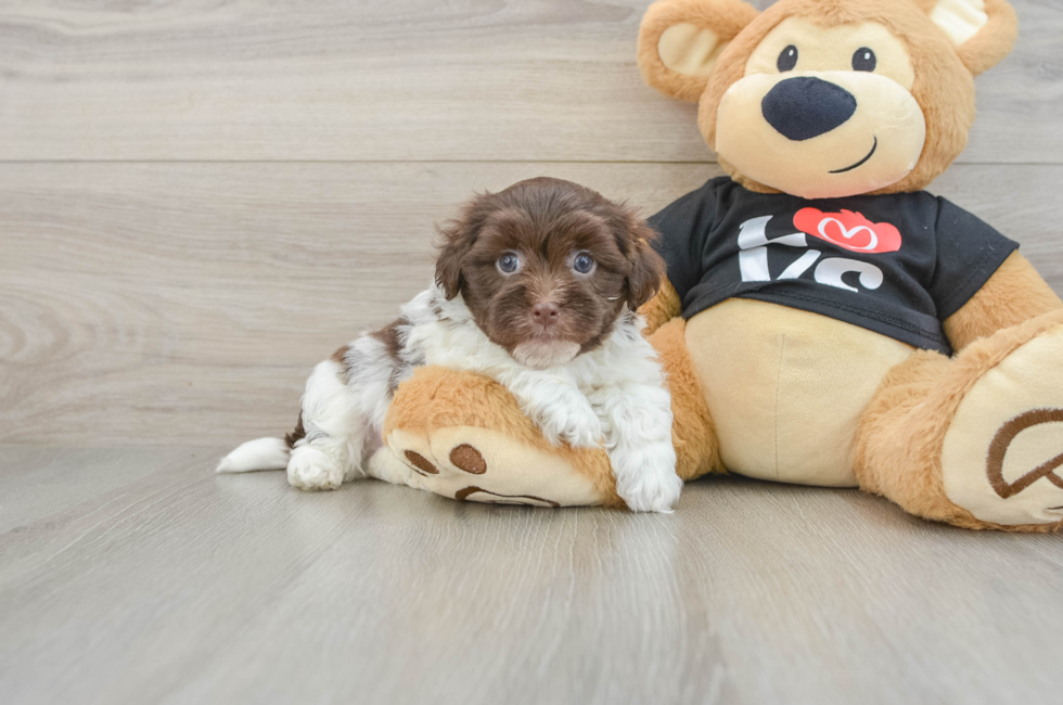 5 week old Havanese Puppy For Sale - Florida Fur Babies