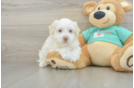 Petite Bichon Habanero Purebred Puppy