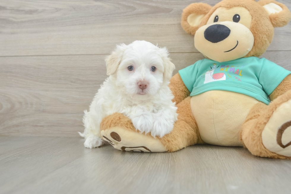 Petite Bichon Habanero Purebred Puppy