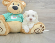 7 week old Havanese Puppy For Sale - Florida Fur Babies