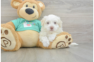 Petite Havanezer Purebred Puppy