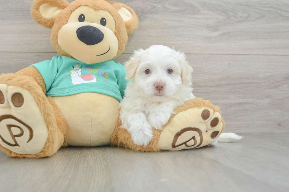 Petite Havanezer Purebred Puppy