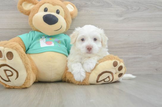 Petite Havanezer Purebred Puppy