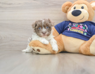 5 week old Havanese Puppy For Sale - Florida Fur Babies