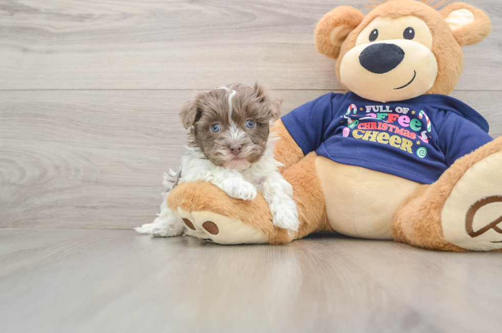 6 week old Havanese Puppy For Sale - Florida Fur Babies