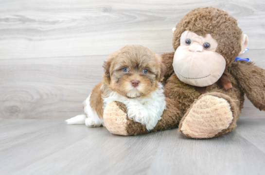 28 week old Havanese Puppy For Sale - Florida Fur Babies