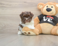 7 week old Havanese Puppy For Sale - Florida Fur Babies