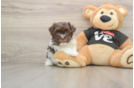 Best Havanese Baby