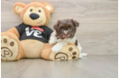 Happy Havanezer Purebred Puppy