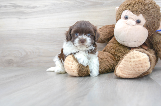 28 week old Havanese Puppy For Sale - Florida Fur Babies