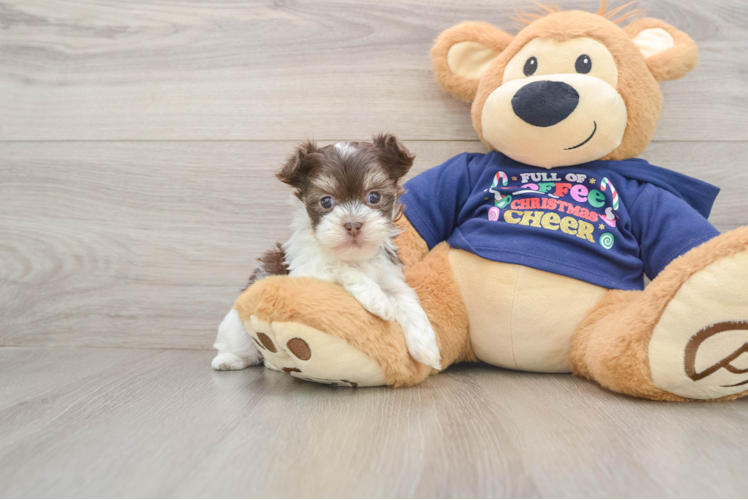 Little Havanese Baby