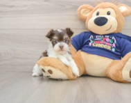 6 week old Havanese Puppy For Sale - Florida Fur Babies