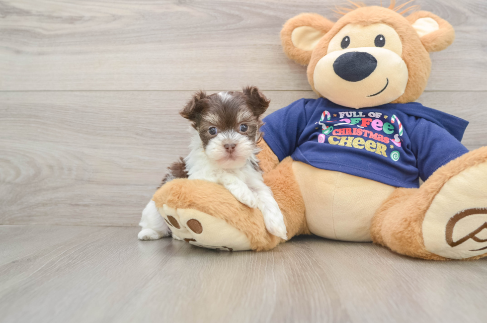 6 week old Havanese Puppy For Sale - Florida Fur Babies