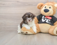 7 week old Havanese Puppy For Sale - Florida Fur Babies