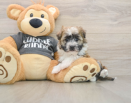 6 week old Havanese Puppy For Sale - Florida Fur Babies