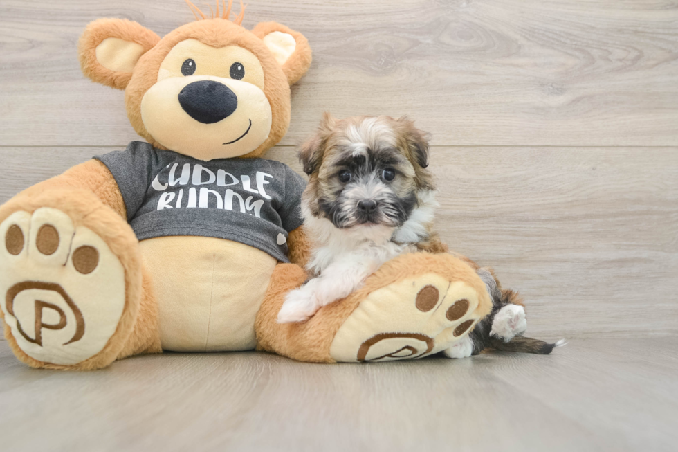 Petite Havanese Cuban Bichon Purebred Puppy