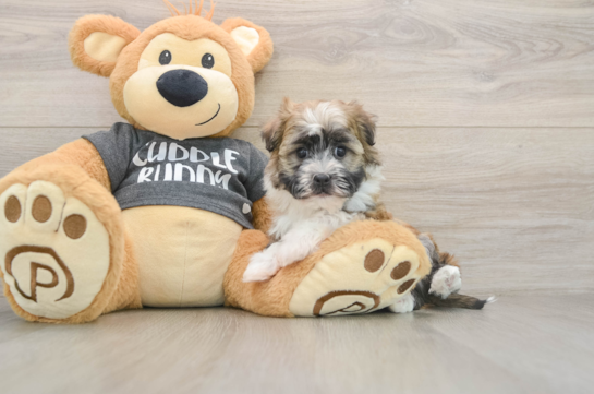 Petite Havanese Cuban Bichon Purebred Puppy