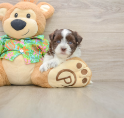 5 week old Havanese Puppy For Sale - Florida Fur Babies
